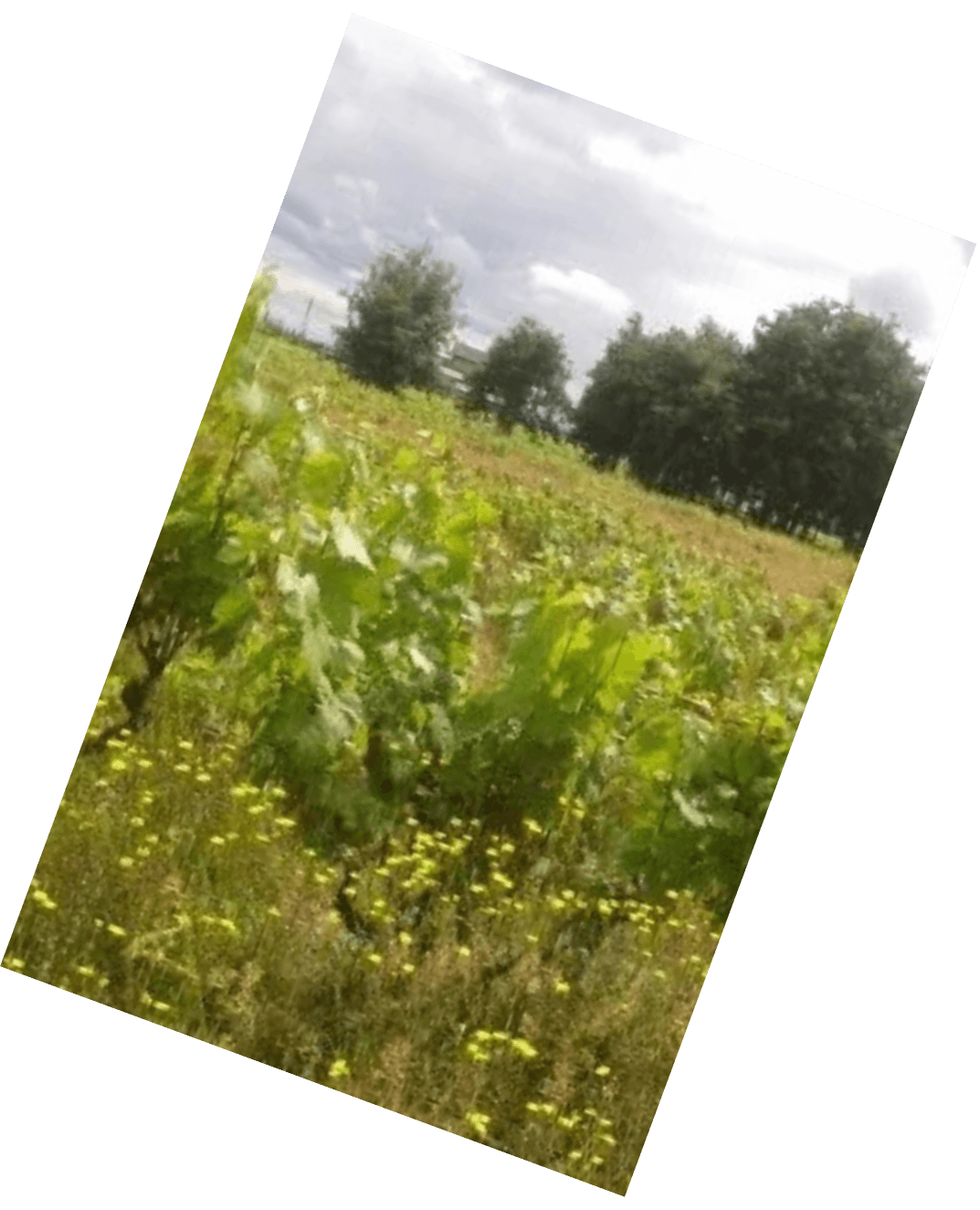 Vinification